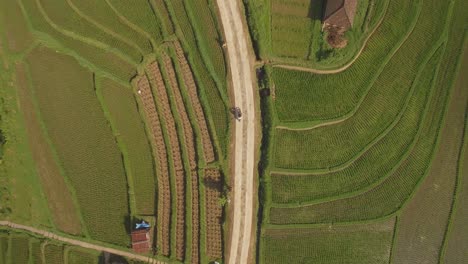 Folgende-Einstellung-Eines-Mannes,-Der-Ein-Motorrad-Durch-Ackerland-In-Bali-Mit-2-Häusern-Fährt