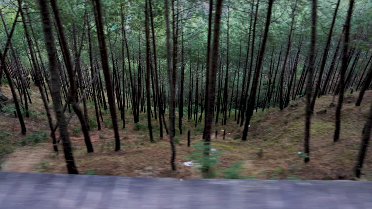 Fitta pineta su un pendio, vista dalla strada, sfocatura di movimento, paesaggio naturale, scena di viaggio.