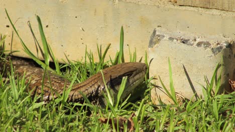 Lagarto-De-Lengua-Azul-Parpadeando-En-El-Jardín-De-Cerca-Maffra,-Gippsland,-Victoria,-Australia,-Día-Soleado