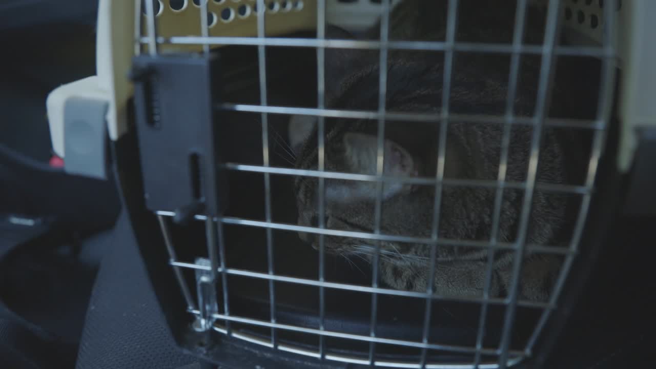 Graue Katze ruht in einer Transportbox – Aufnahme aus niedriger Höhe.