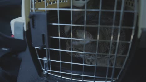 Gray-Cat-Resting-Inside-A-Pet-Carrier---Low-Level-Shot