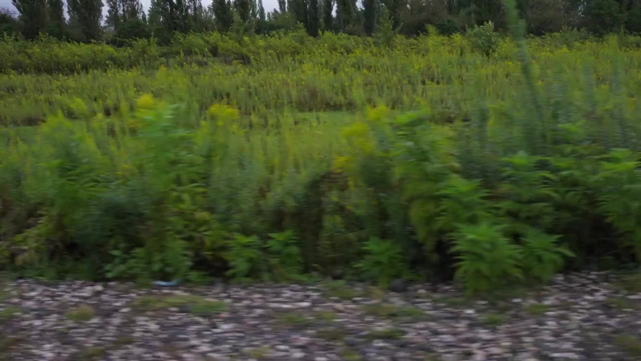 Guidando accanto a cespugli che crescono lungo la strada