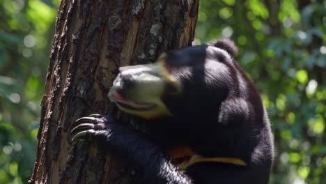 Aerial video captures a lush rainforest with a winding river, showcasing dense green foliage