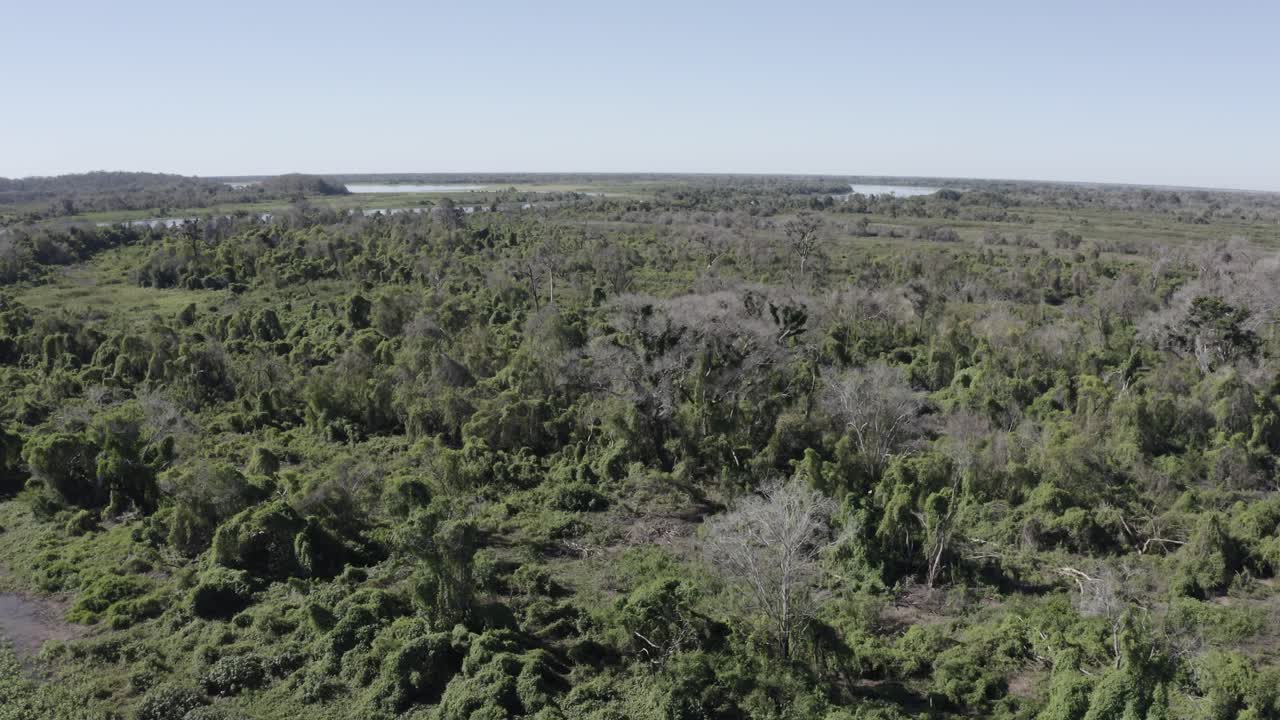 pantanal - drone filmando los vastos bosques del humedal