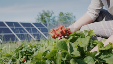 Granjero-Recogiendo-Fresas,-Paneles-Solares-En-El-Fondo