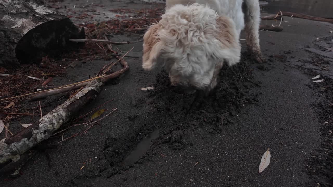 Labradoodle dog outdoor pet hole digging soil ground soft sand cream fur up-close