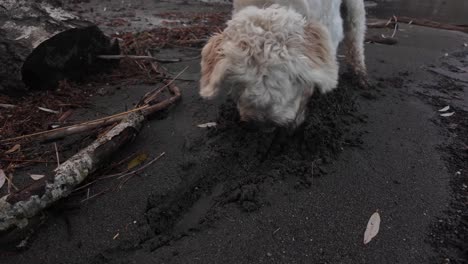 labradoodle dog outdoor pet hole digging soil ground soft sand cream fur up-close