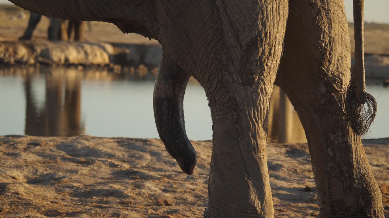 extreme close up of african bull elephants dangling penis at water hole