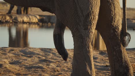 un primerísimo plano de elefantes machos africanos colgando del pene en el orificio de agua