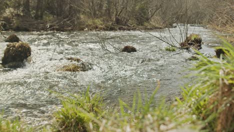 soft movement of plants and the river