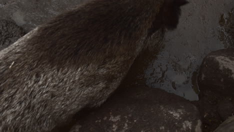 boar stepping through the mud in slow-motion