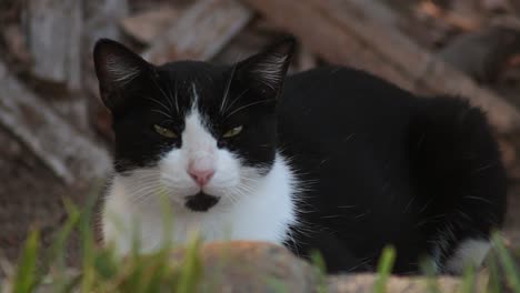 black and white cat resting falling asleep outdoors at sundown