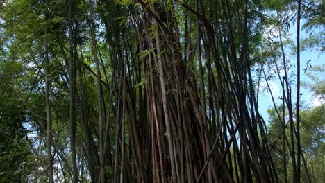 Toma-Ancha-Inclinada-Hacia-Abajo-De-Plantas-De-Bambú-Con-Follaje-Denso