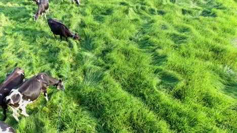 Forward-Flying-Aerial-Shot-of-Grazing-Cows-On-Lush-Meadows-During-Golden-Hour-Sunset