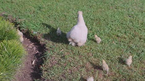 fluffy chicken with chicks walking around in the garden in uruguay