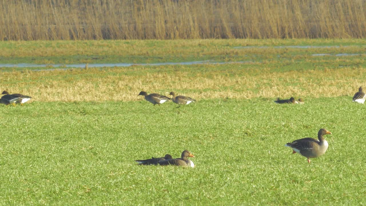 이주 시즌 동안 북부 유럽의 녹색 농경지에서 번식하는 그레이래그 거위의 아름다운 큰 무리, 화창한 봄날, 먼 중간 낮은 각도 샷
