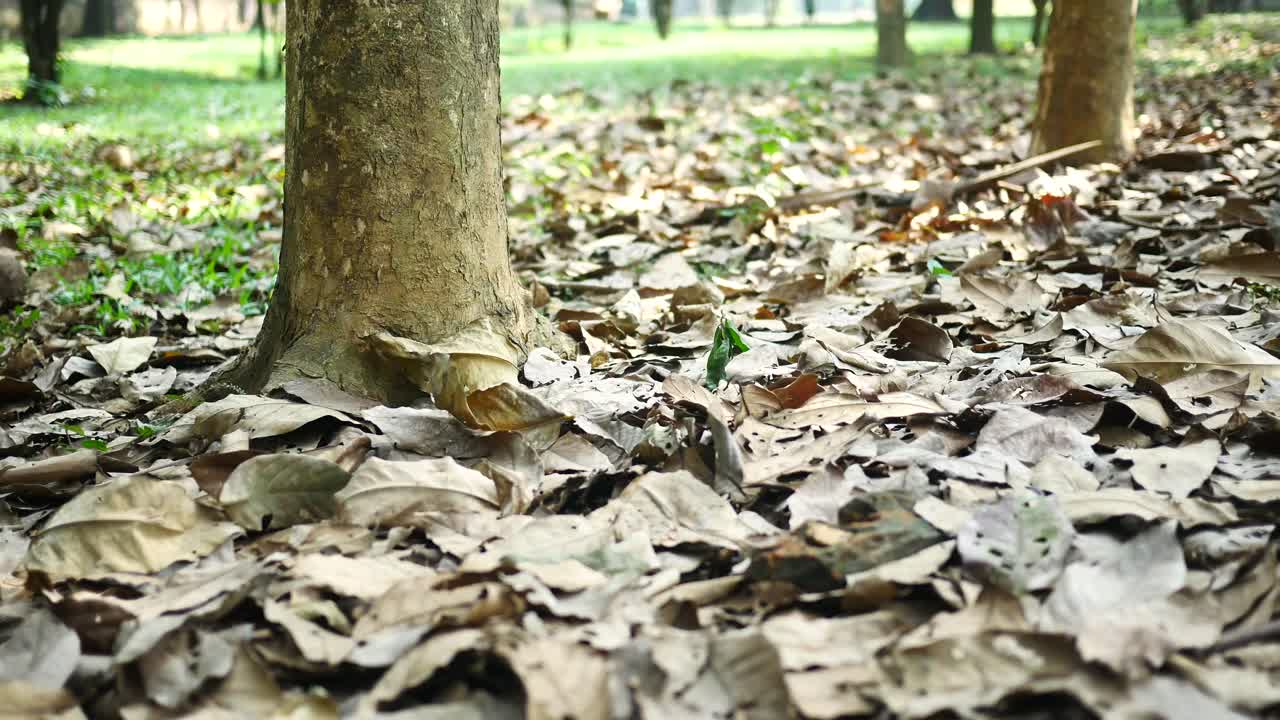 숲 바닥에 떨어진 잎