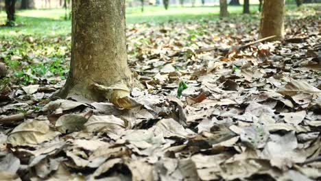 fallen leaves on forest floor