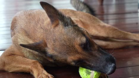 close up shot of a happy belgian shepherd, canis lupus familiaris lying down on the outdoor deck and and wagging tail, chewing and biting its tennis ball