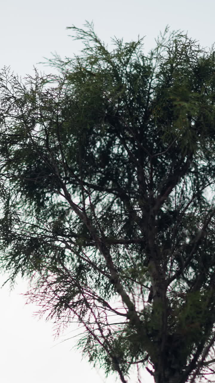 Close-up of pine tree branch with vibrant green needles swaying against a cloudy sky, soft-focus background adds depth, highlighting delicate details of the tree texture and movement in the wind