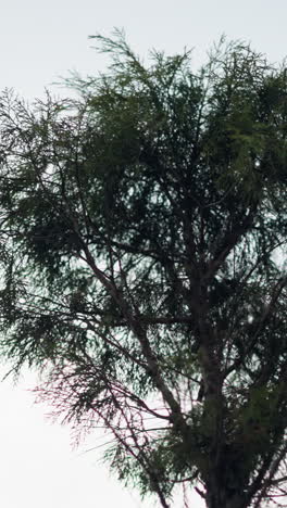 primer plano de una rama de pino con agujas verdes vibrantes balanceándose contra un cielo nublado, el fondo de enfoque suave agrega profundidad, destacando detalles delicados de la textura del árbol y el movimiento en el viento