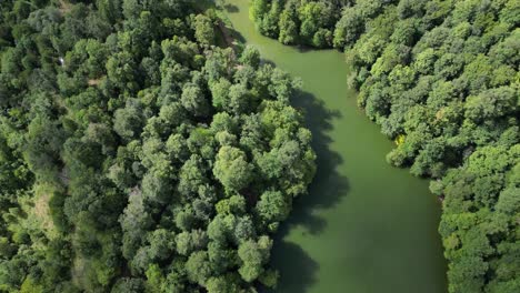 bird's eye view of bright, vibrant green forest lake, aerial flyover