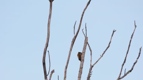 Preening-and-cleaning-itself-while-clinging-on-the-bare-branch-of-a-tree,-Common-Flameback-Dinopium-javanense-Female,-Thailand