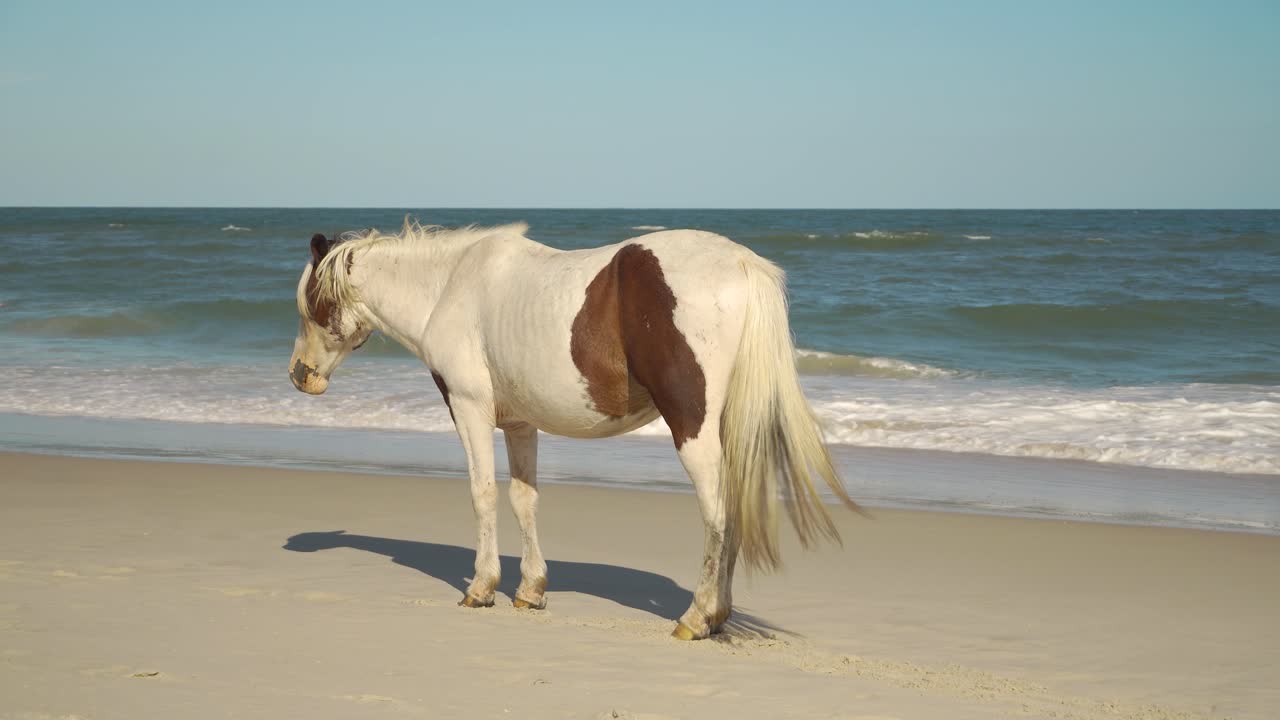 Un cavallo selvaggio in piedi sulla spiaggia