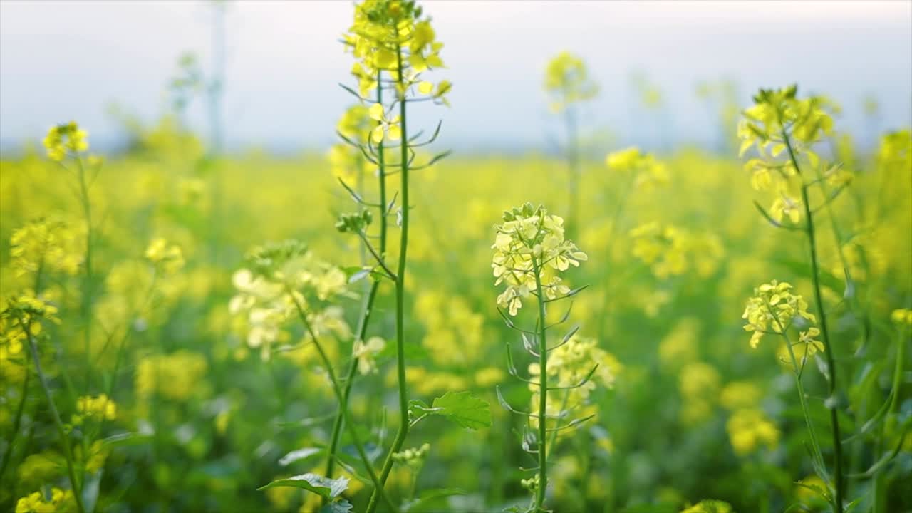 Mustard flowers. Mustard &ndash; mystical flower of happiness and health.