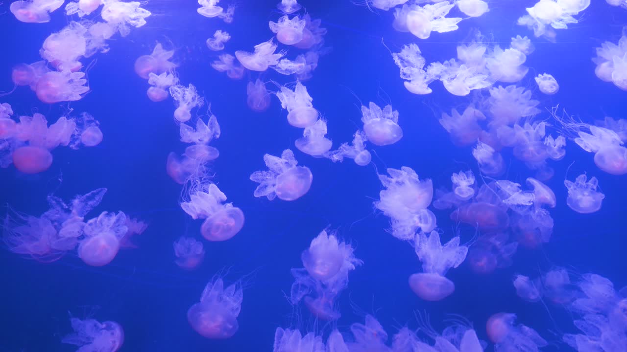 View of hundreds of Mauve Stinger jellyfish (Pelagia noctiluca) at the Oceanografic in Valencia's City of Arts and Sciences. This attraction is the largest oceanographic park in Europe.