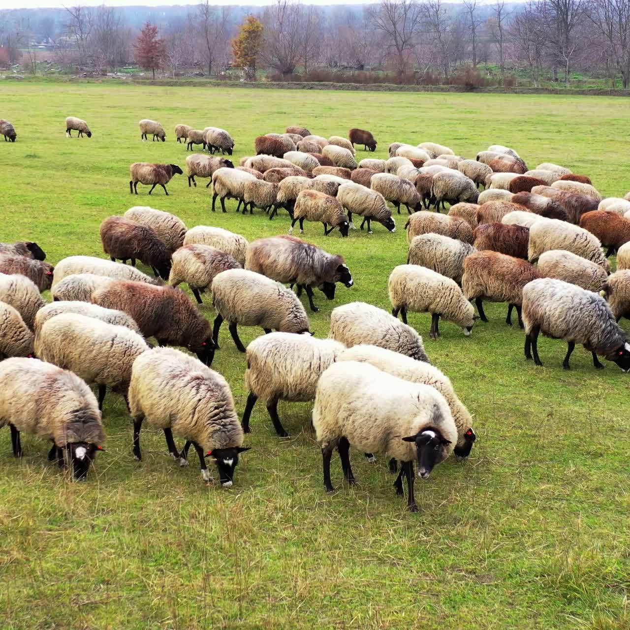 Sheeps in a field eat grass in sunny day. Long-haired domestic animals in a herd across the meadow