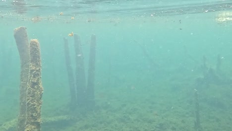 underwater view of algae-covered pillars and clear water, showcasing a serene aquatic landscape.