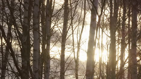 Sunset-seen-through-a-forest-of-silver-birch-trees-in-Sweden,-medium-shot