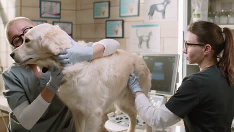 two female vets vaccinating dog in clinic