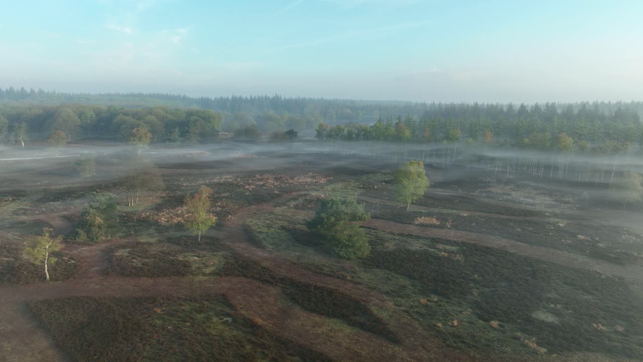 mañana brumosa en un paisaje de brezo holandés