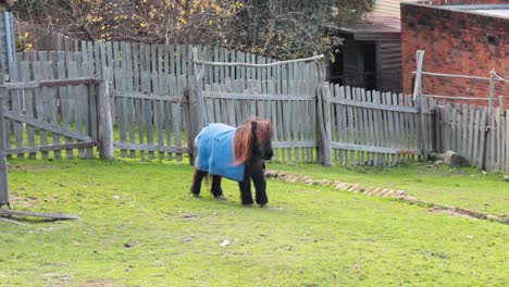 a dwarf horse in a blue coat grazing