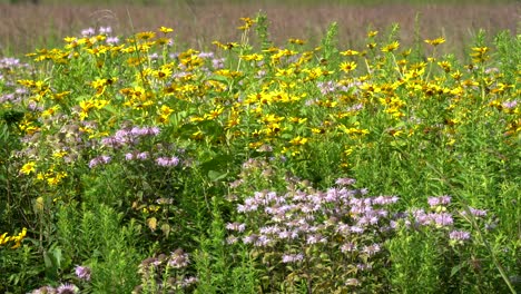 Un-Parche-De-Flores-Silvestres-En-Un-Campo-De-Hierba-Que-Sopla-La-Brisa-Con-Algunas-Abejas-Volando-Alrededor