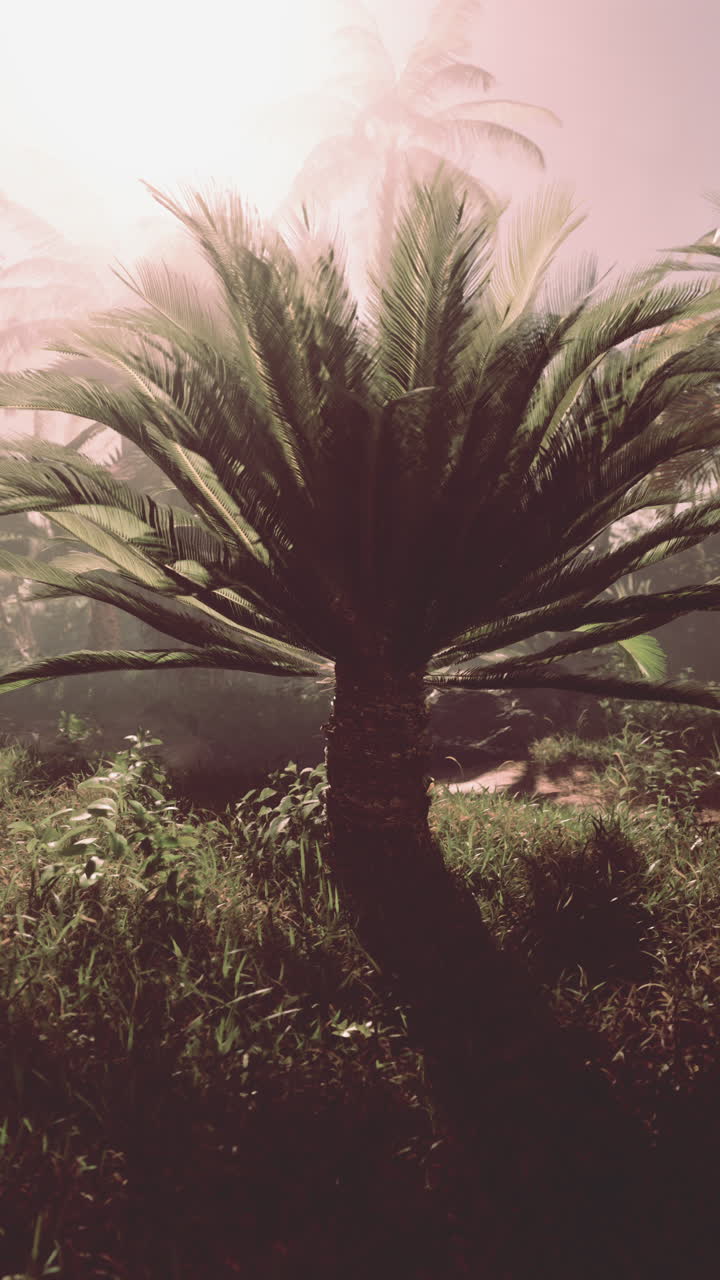 Tropical Palm Tree in a Lush Forest