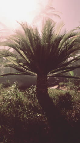 tropical palm tree in a lush forest