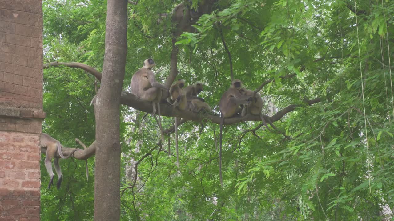 Indian monkeys sitting on tree  in jungle