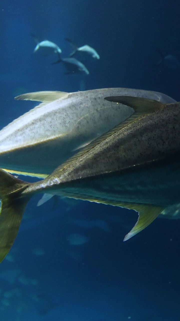 큰 수족관 에서 함께 수영 하는 물고기 들