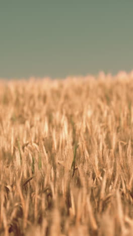 golden wheat field