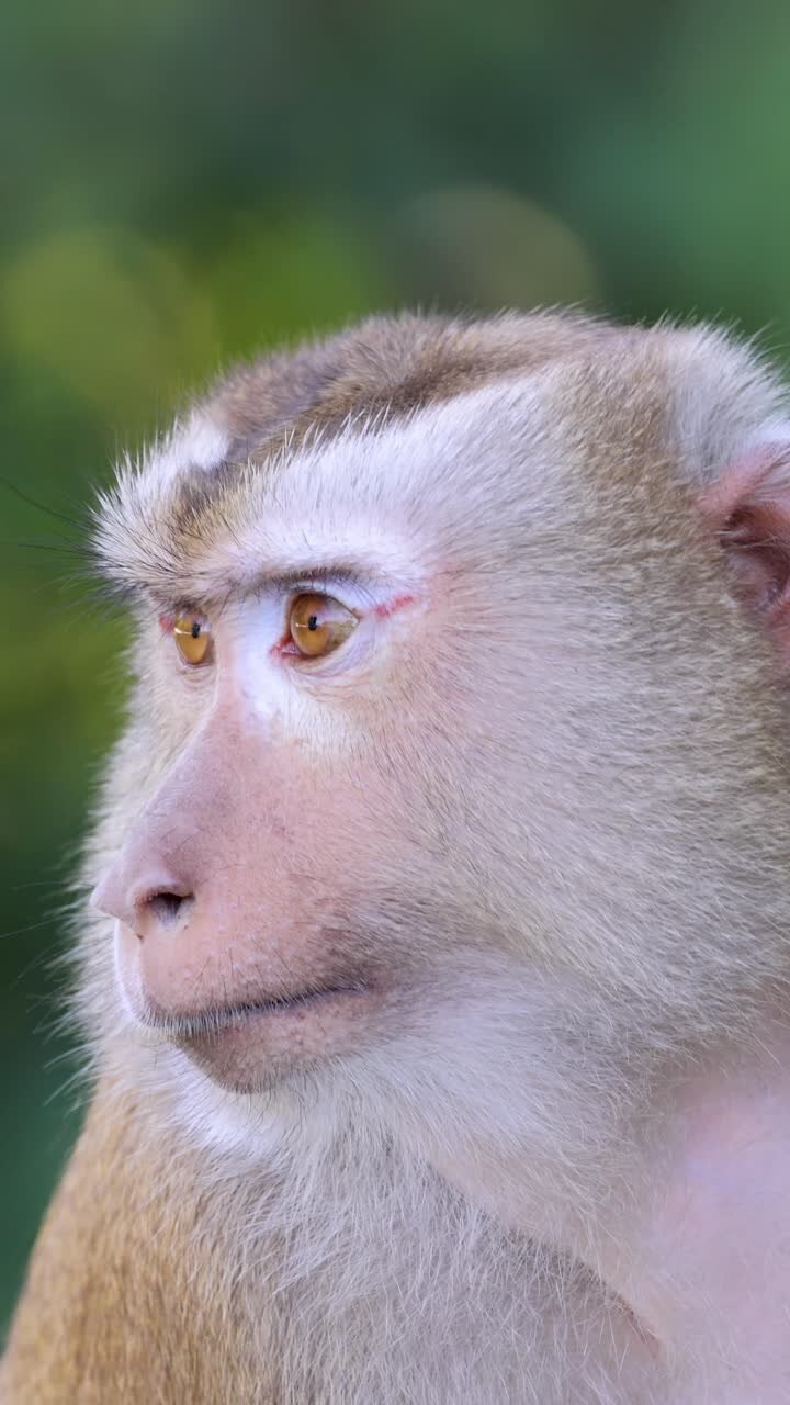 Macaque monkey turns head slowly, natural daylight, shallow depth of field, lush green background