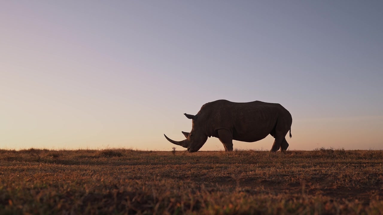 Hvidt næsehorn på savannen, stående i silhuet ved solnedgang i et afrikansk vildtreservat på safari i Kenya, Afrika. Truede dyr, lavvinkelbillede.