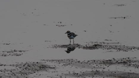 A-killdeer-feeding-on-a-lake-shore-in-the-late-evening-light