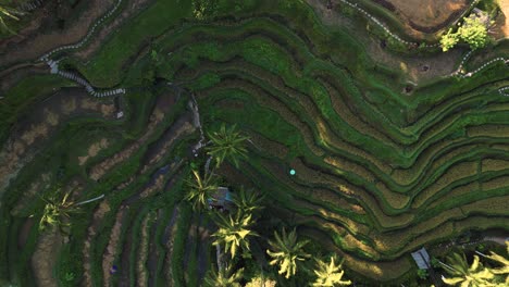 Vista-Superior-De-Las-Hermosas-Terrazas-De-Arroz-En-Ubud,-Bali---Indonesia