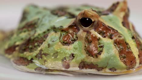 A vibrant green horned frog rests on a surface, captured in close-up with soft lighting