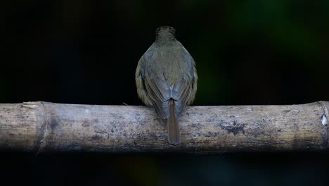 Hill-Blue-Flycatcher-Thront-Auf-Einem-Bambus,-Cyornis-Whitei