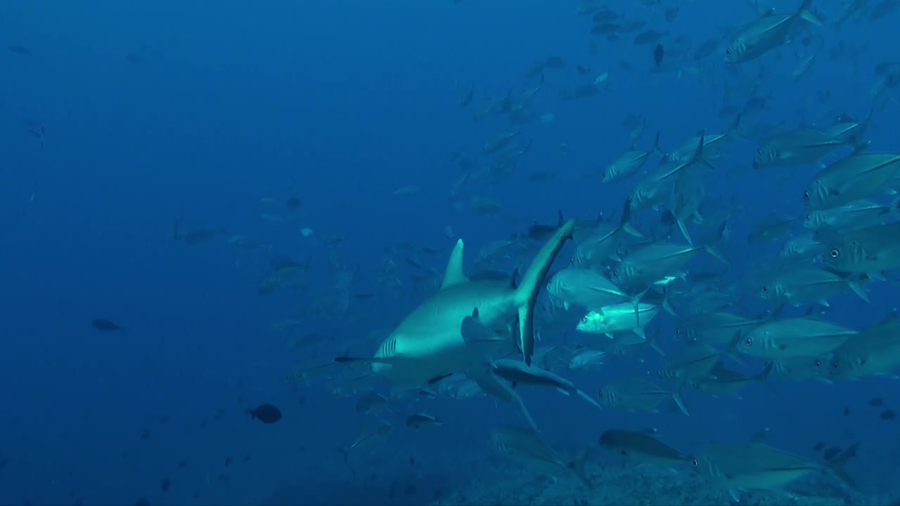 Grey reef shark swimming trough a shoal of macerel