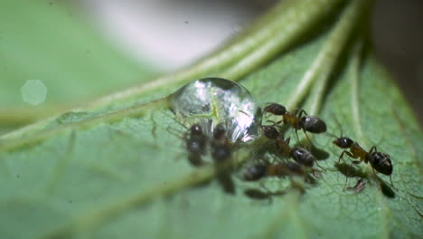 close up of ants crawling and drinking from a droplet on a leaf